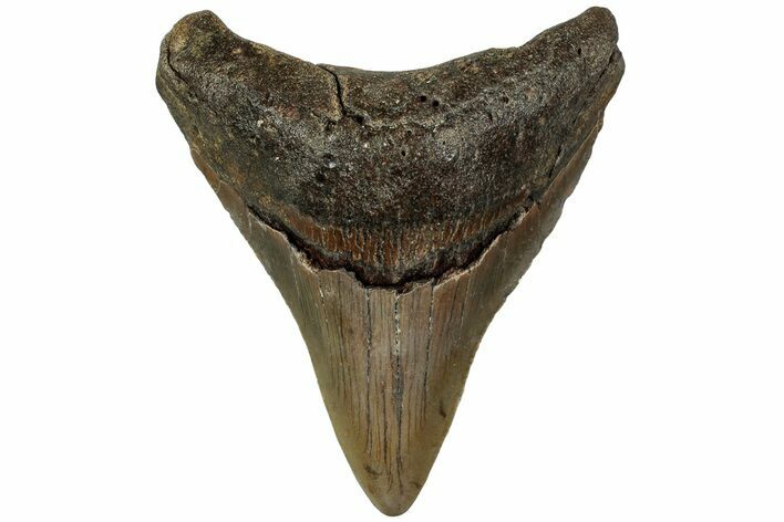 Fossil Megalodon Tooth - North Carolina #219392